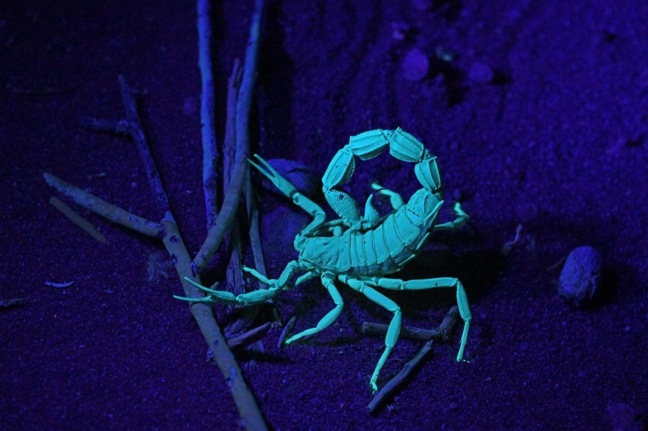 The Desert Grace 索利泰尔 外观 照片